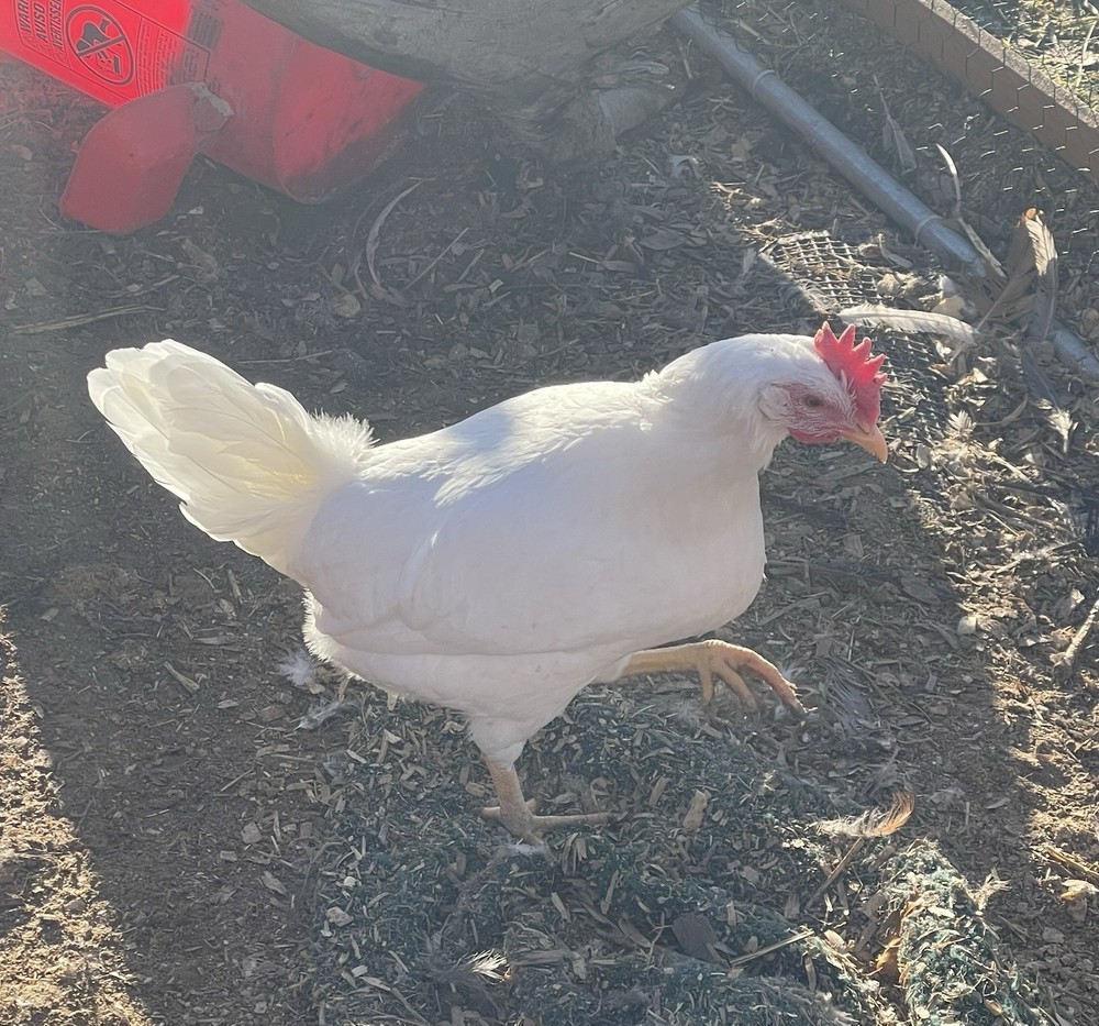 12+ Barnyard hatching eggs