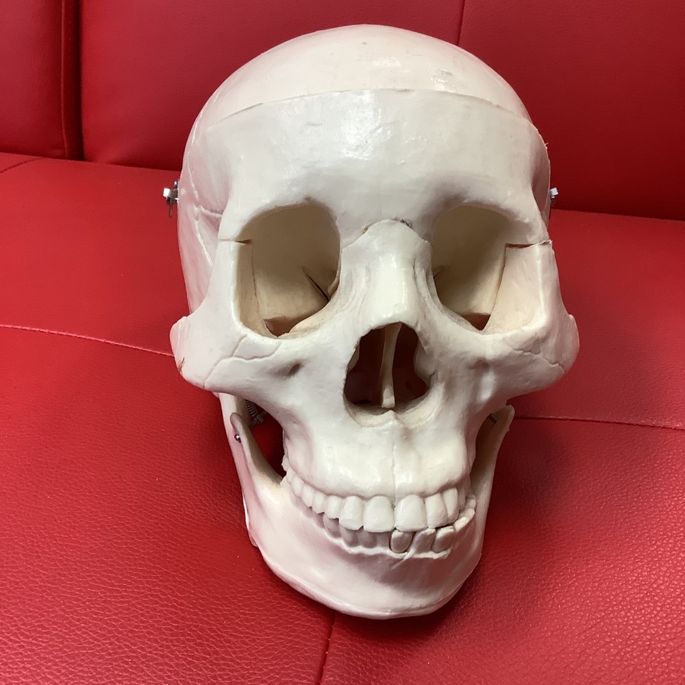 Human Skull Model Anatomical Teaching Skeleton Head Studying Art Removable Top