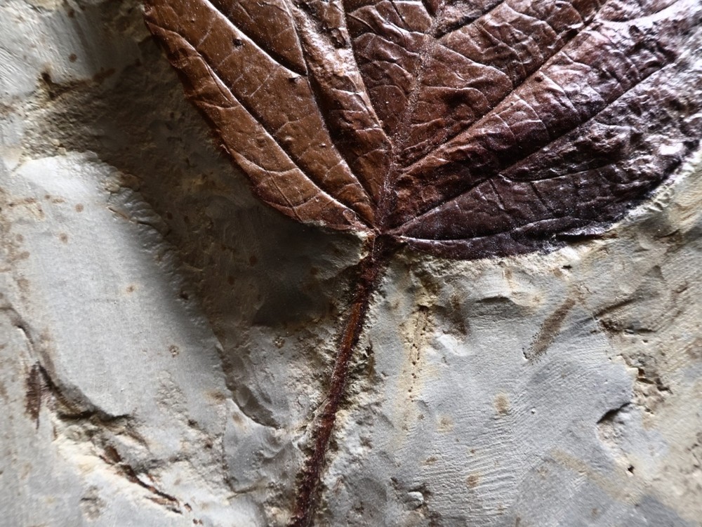 Huge Leaf Fossil, Morton Co., Montana