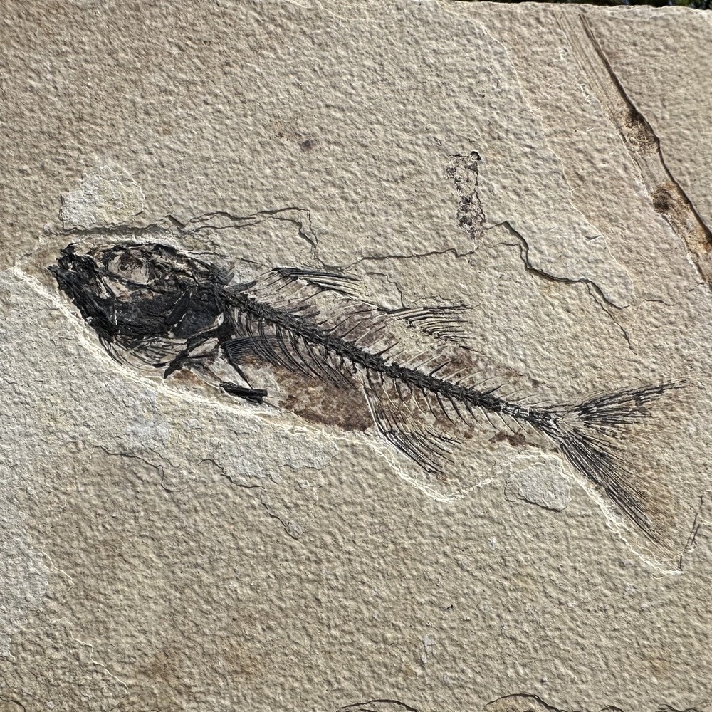 Fossilized Mioplosus Fish in Matrix - Genuine Specimen from Eocene USA -