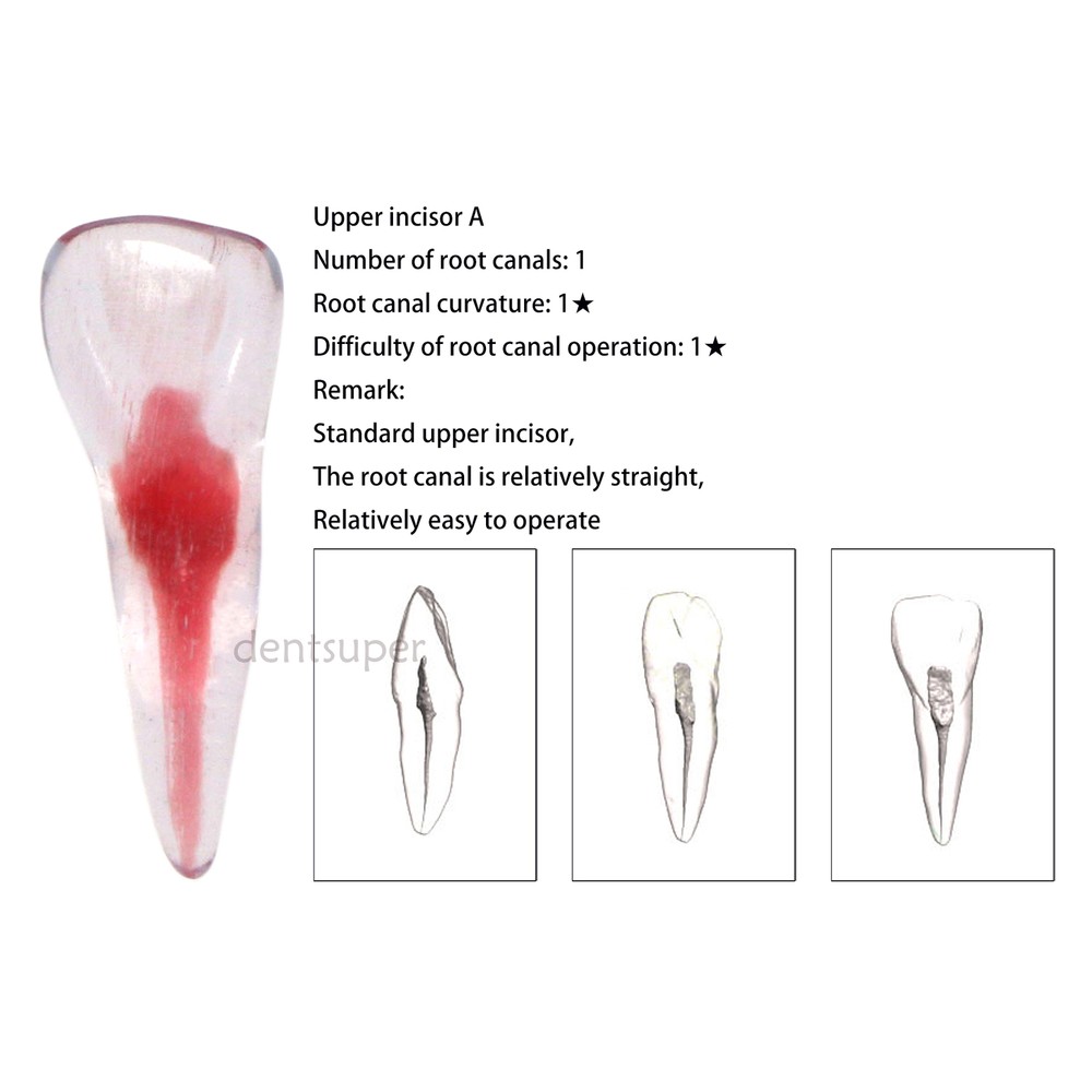 12 Sizes Dental 3D Curved Root Teeth Model RCT Endo Practice Training Tooth Mode