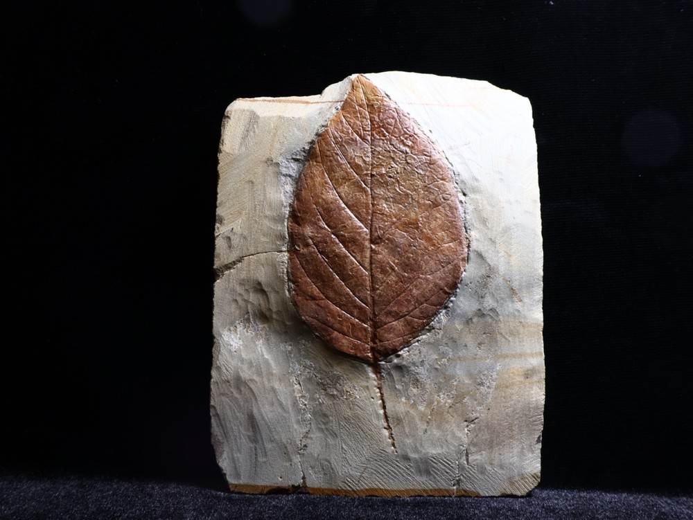 Unusual Leaf Fossil, Glendive, MT