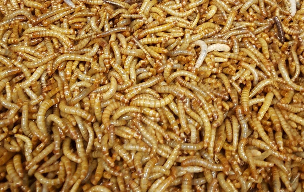 Mealworm Farm Starter Kit - FREE Priority Mail shipping