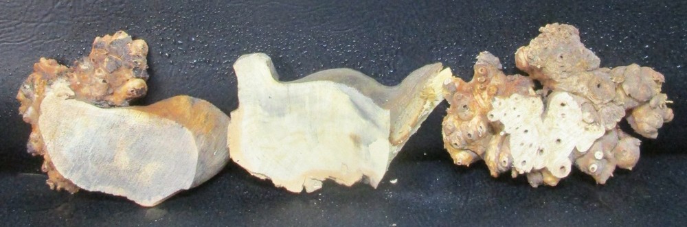 3pc Buckeye Burl slabs/cut offs #D558 assorted sizes