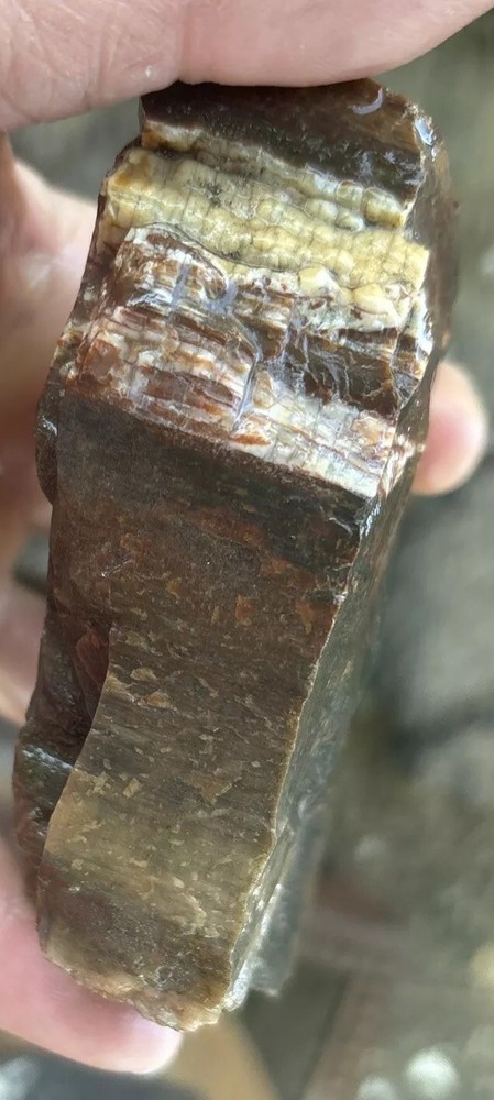 Colorful petrified wood