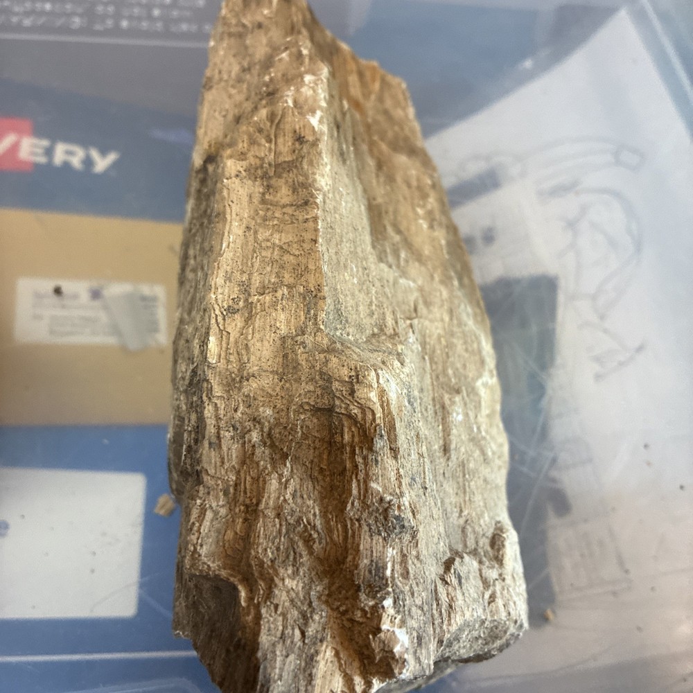 petrified wood rough