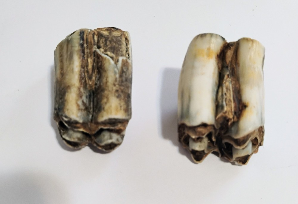 6 Petrified Fossil Bones