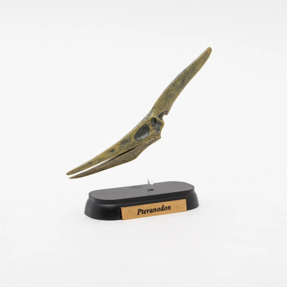 Dinosaur Pteranodon Skull Mini Figure Mini Model Favorite