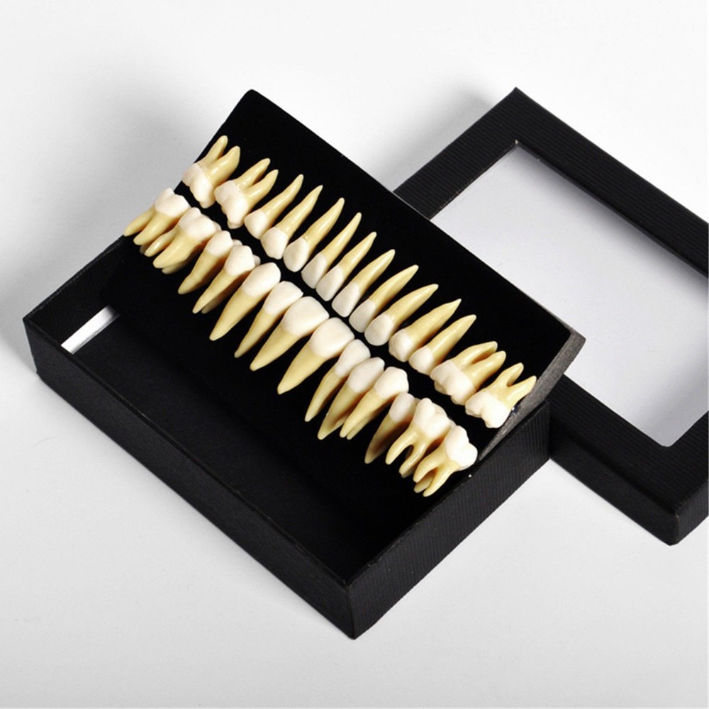 28 Pcs Dental Lab 1:1 Full Permanent Teeth Demonstration Study Teach Model #7008