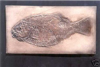 DAPEDIUS PUNCTATUS  FISH   REPLICA