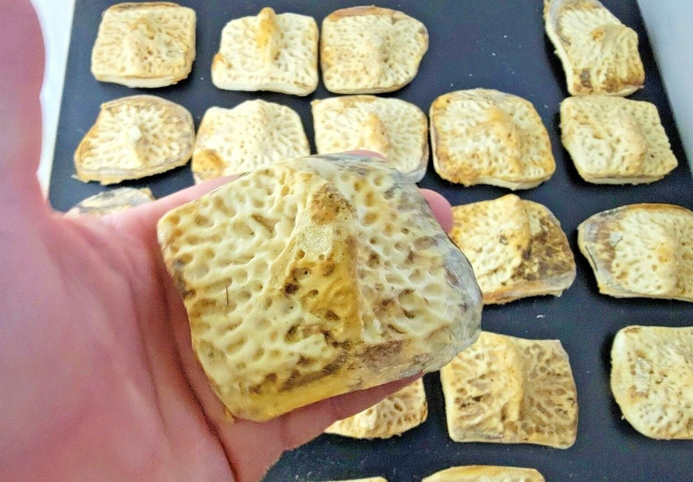 Gator Alligator Back Scute bone bones Bony scutes croc weird Osteoderms