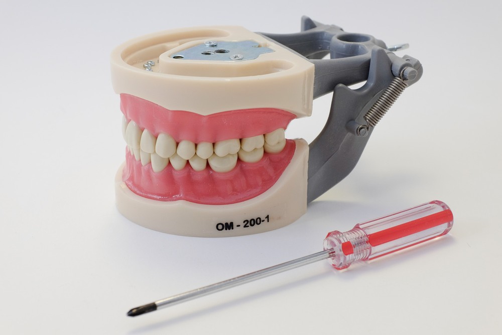 Dental Anatomy Typodont Educational Model 200 Removable Teeth NBDE NERB ADEX