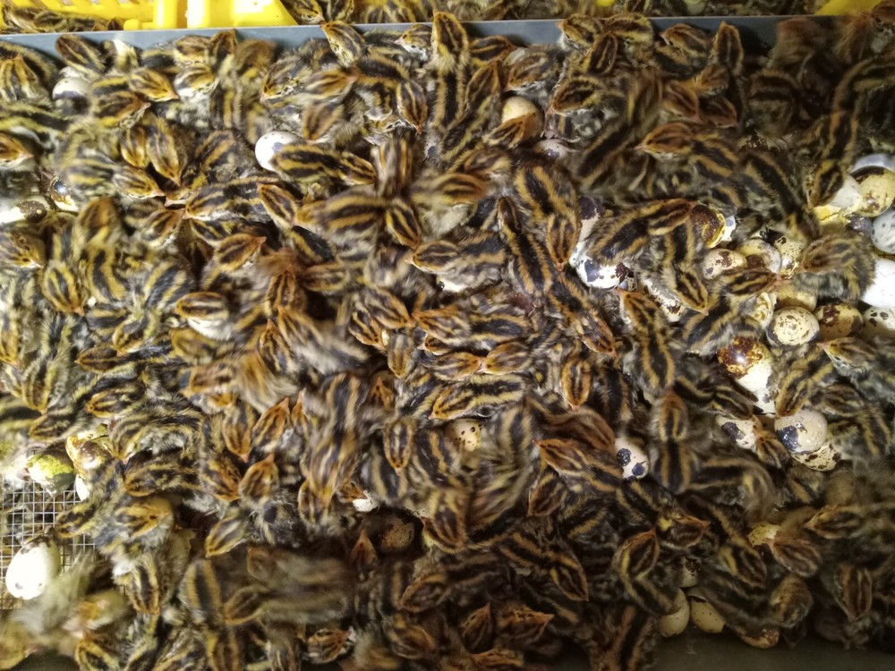 1400+ brown pharaoh coturnix quail hatching eggs for sale