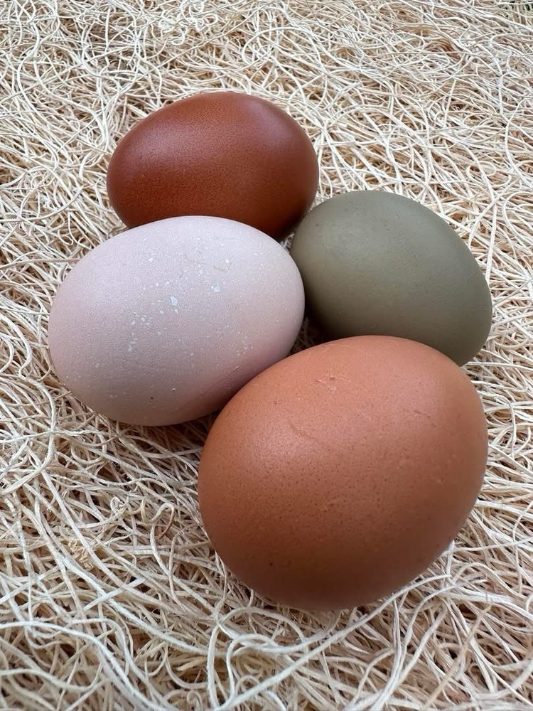 Olive Egger Hatching Eggs NPIP Certified, AI - 12 Hatching Eggs