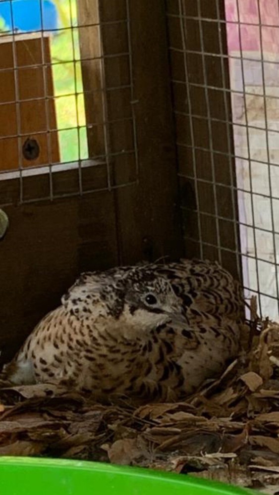 15 Button Quail Hatching Eggs