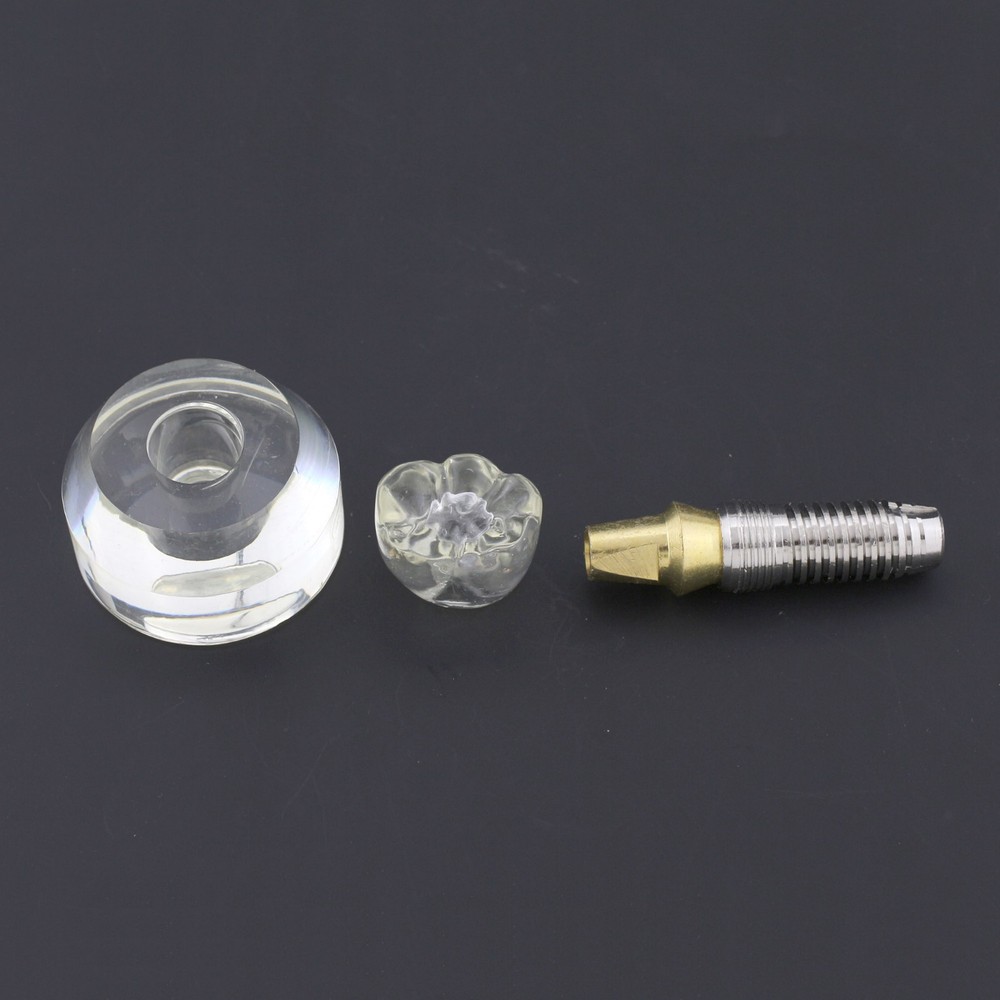 Dental Implant Typodont Teeth Study Model Arcylic Single Tooth Crown Base #2020