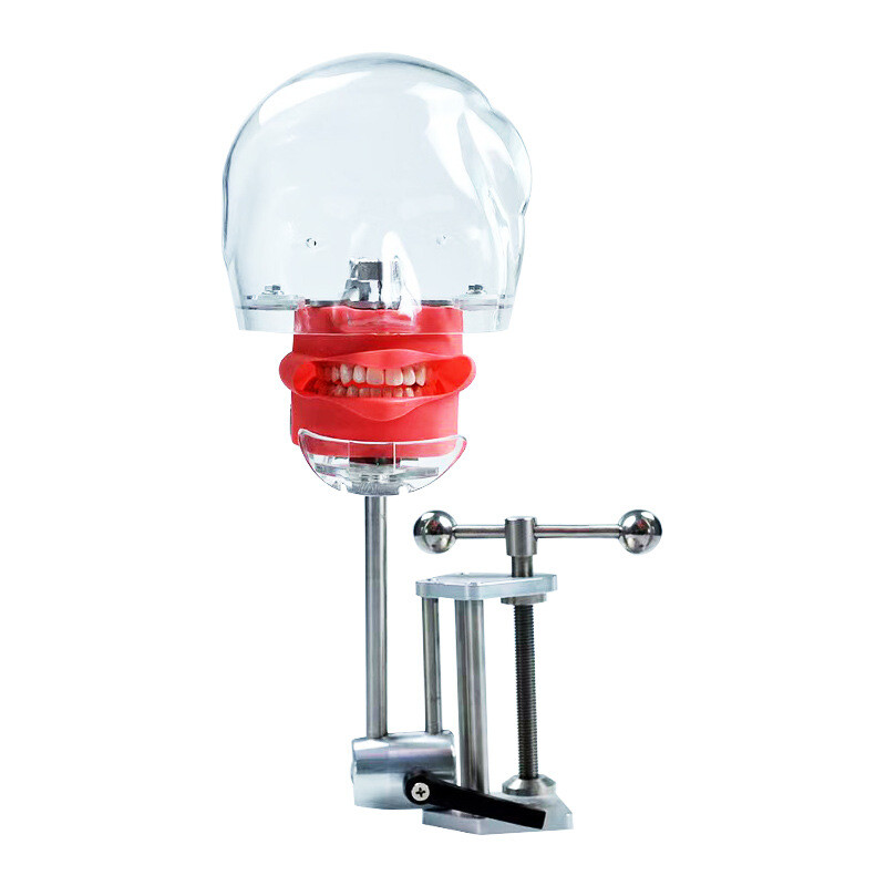 Dental Simulator Phantom Head Model Dental Preparation Support Display