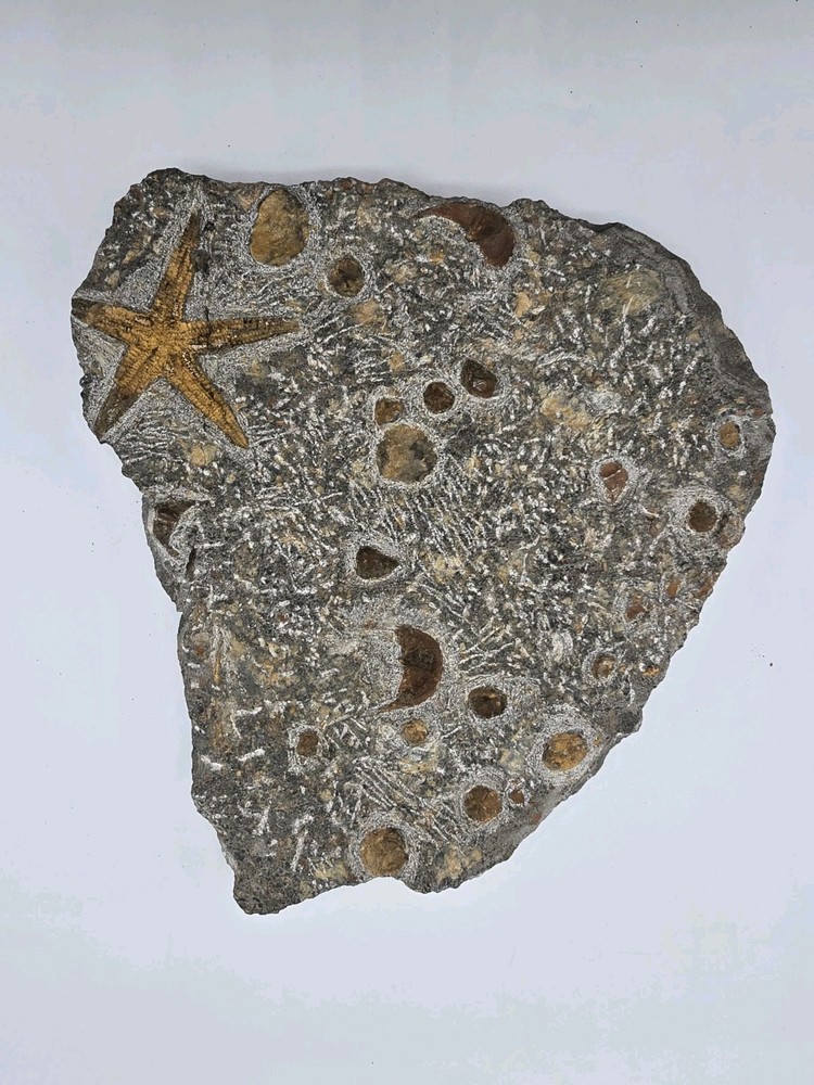 A Staning Rare Starfish Fossil Plate