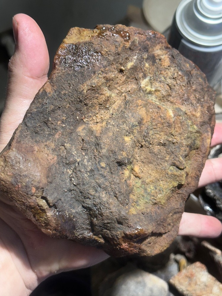 Dinosaur bone rough **hxtled Large end cut.