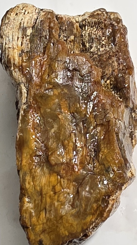 petrified wood log
