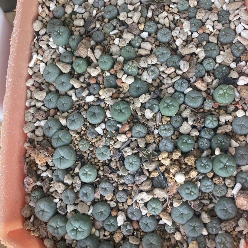 4 Layer System Cactus Seed Sowing Germination Mix Soil Kit Mycorrhizae 1 QUART