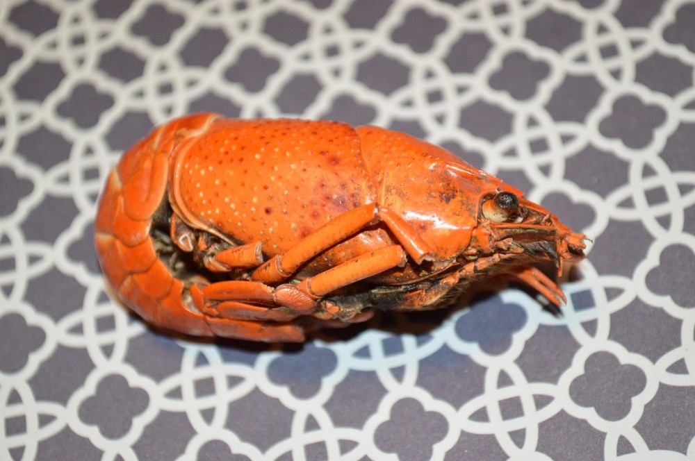 Whole Crayfish- Hermit Crab Food