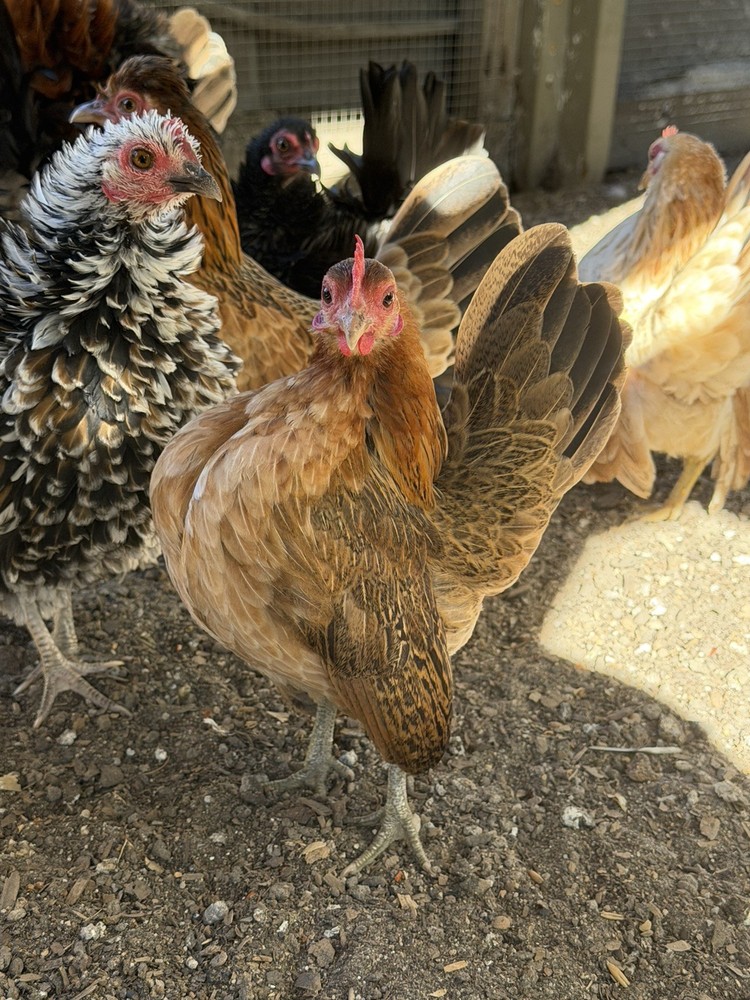 8 Serama Hatching eggs NPIP/AI and PT Clean