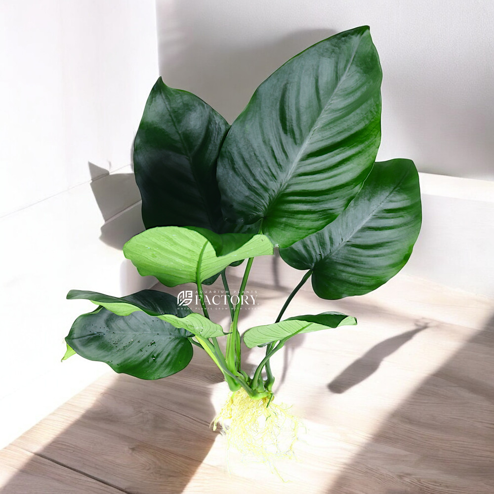 Anubias Barteri Large Size