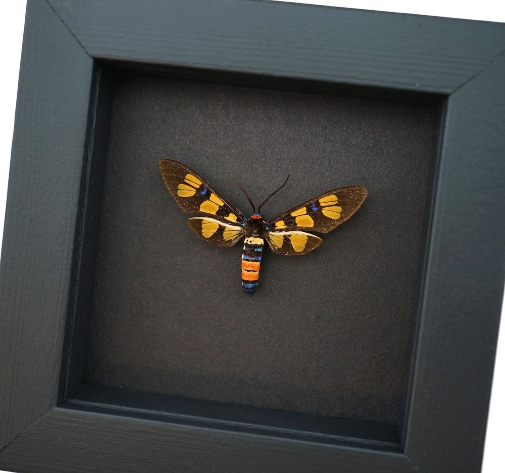 Wasp Mimic Moth: Framed Painted Handmaiden Insect Display