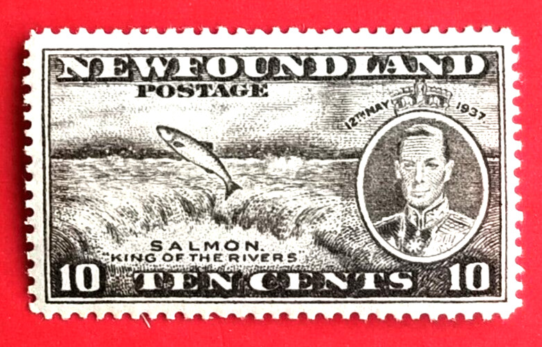 Canada Newfoundland #237 Long Coronation Issue - Salmon MLH