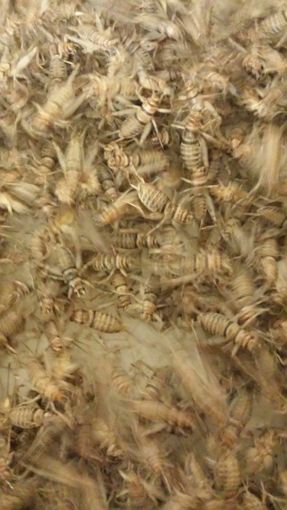 250 Medium (1/2") Live Crickets - Reptile Food