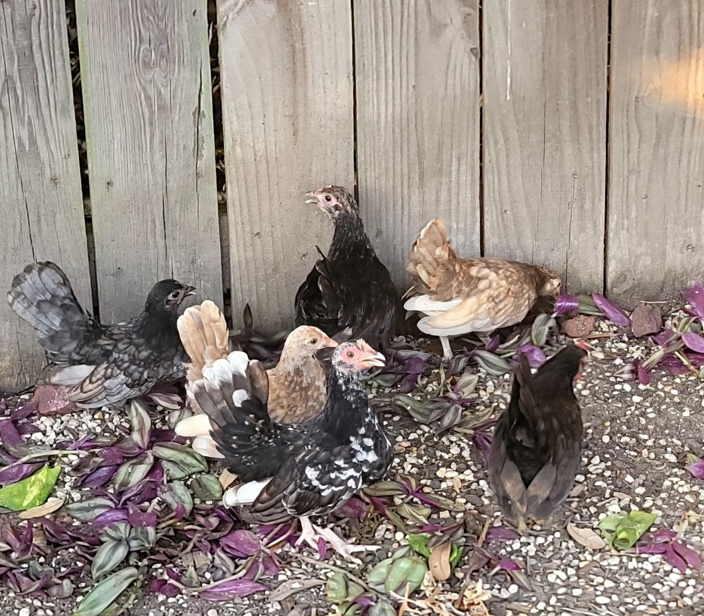 24+ Serama Bantam Hatching Eggs 4-H