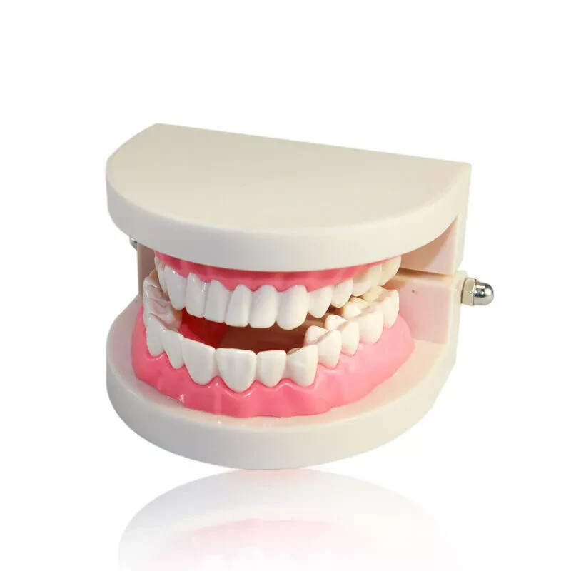 Dental Orthodontic Typodont Teeth Study Teach Standard Tooth Model Implant
