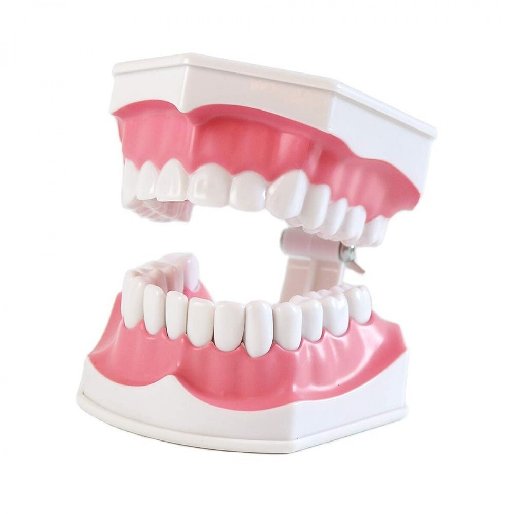 Dental Teeth With Toothbrush Model For Teaching/Studying Dental