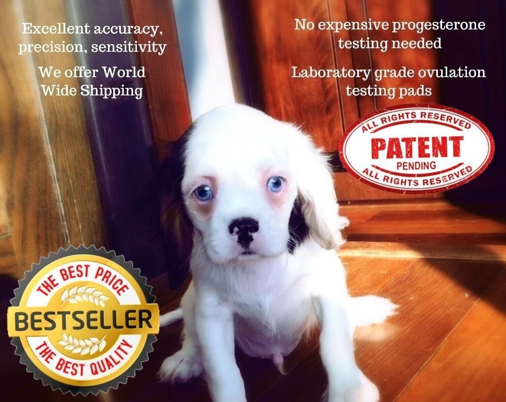 10 🔥Canine Ovulation Fertility 🐾Testing Pads – Progesterone Test @ Home🌺🐶