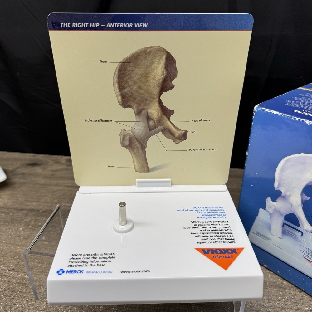 Merck Vioxx Hip Model Anatomic Hip Display Model Original Box