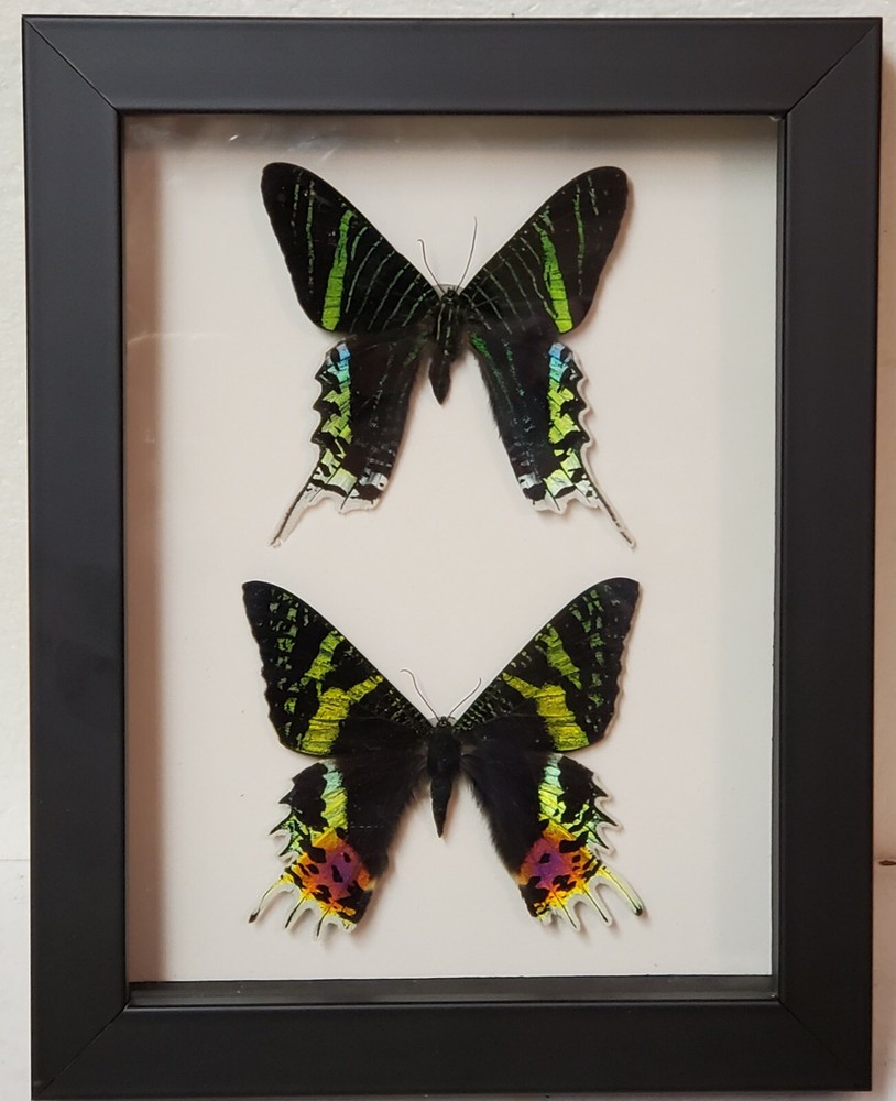 Real framed Green Page and Sunset Moth
