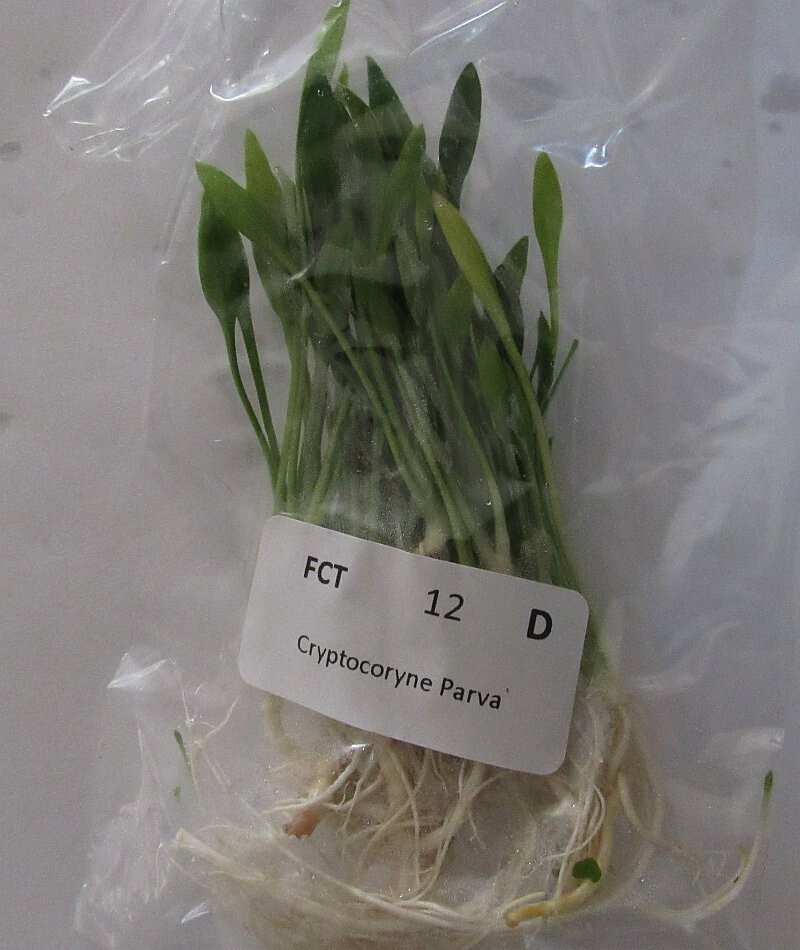 12 crypt parva plants