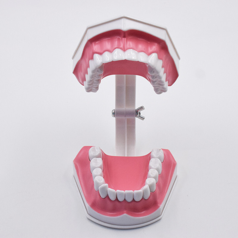 10Pcs Dental High Quality Study Teeth Model Colgate 2Times Large With Removable