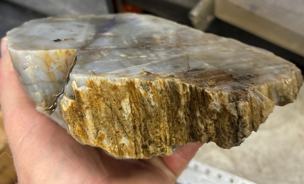Silver Creek Junction petrified wood