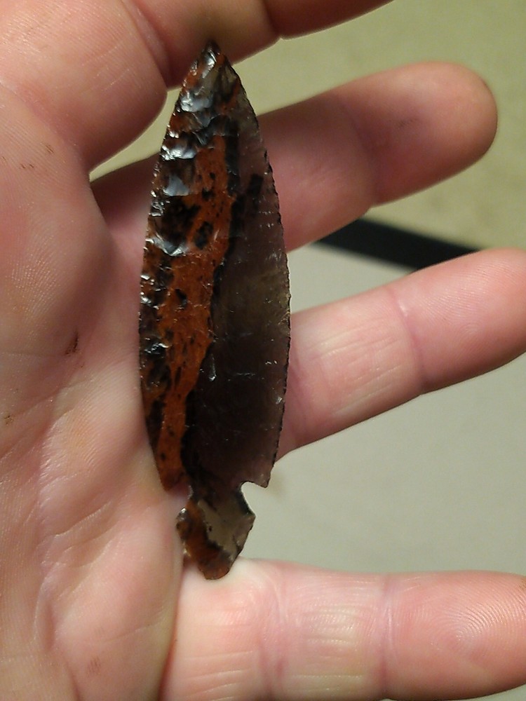 Turkey Tail 3" long by 7/8" wide
