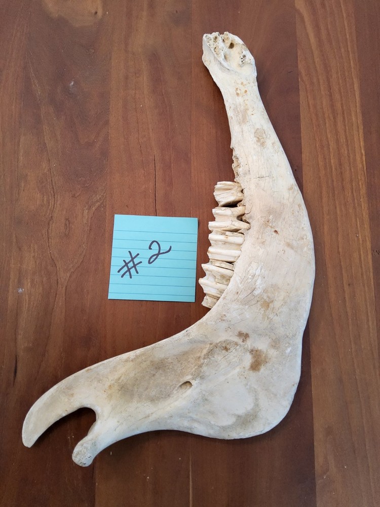 Moose Jaw bone 50 Years Old