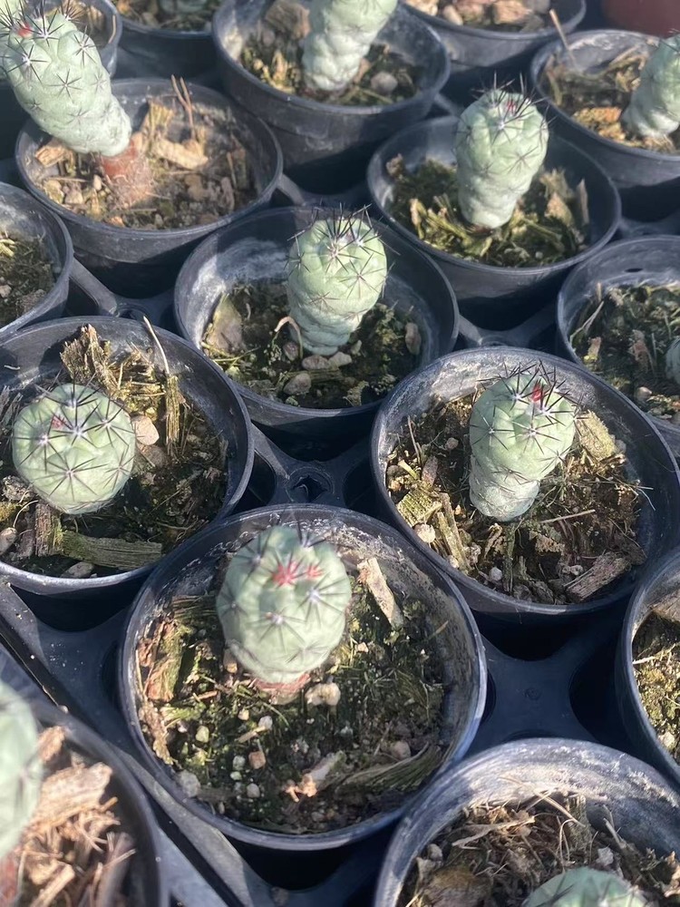 2PCS RareSucculent Plant Ortegocactus macdougllii Cactus Selfroot 1.5-2CM
