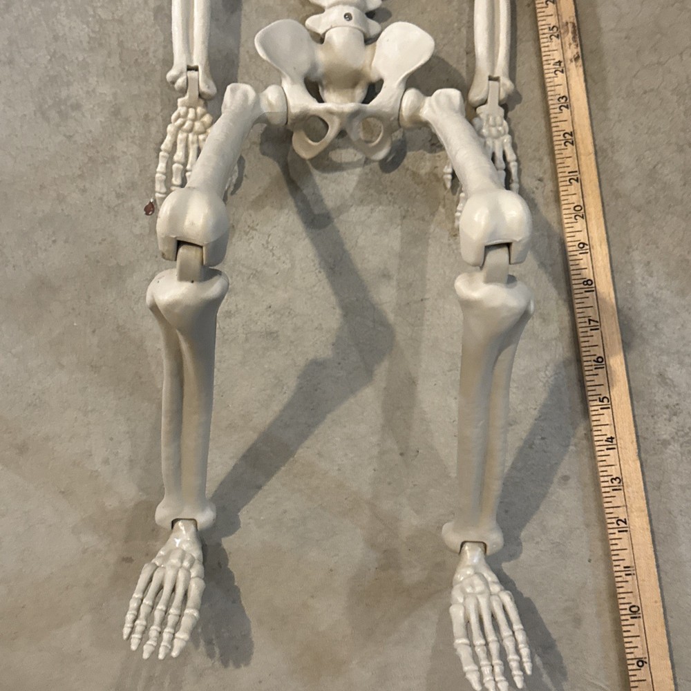 36" Poseable Bone Skeleton Halloween Decorative Prop Off-White -