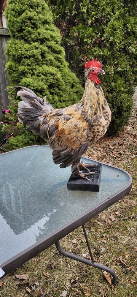 Standing Rooster Taxidermy