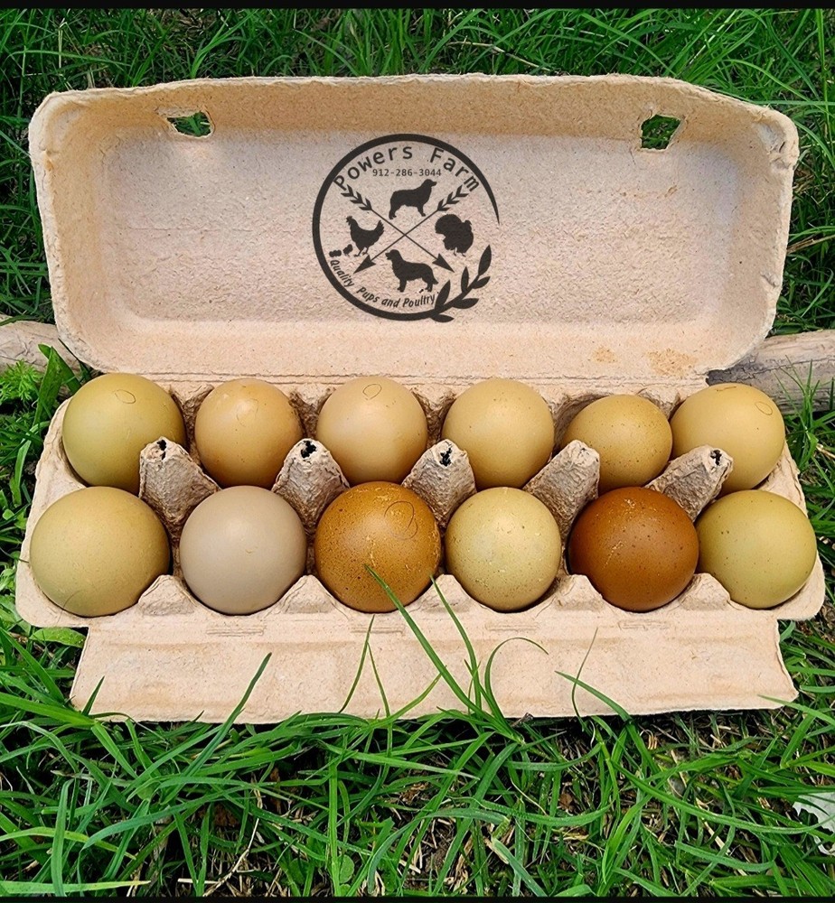 Multi-generational Olive Moss Fertile Hatching Eggs 12+