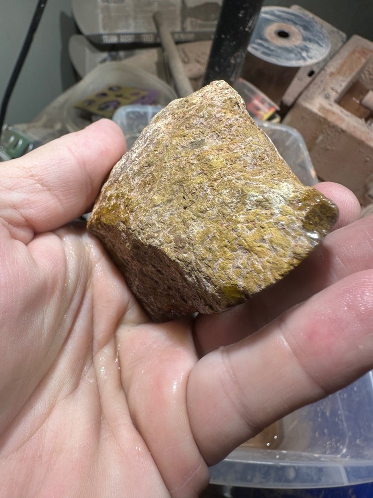 Dinosaur bone polished end cut specimen.