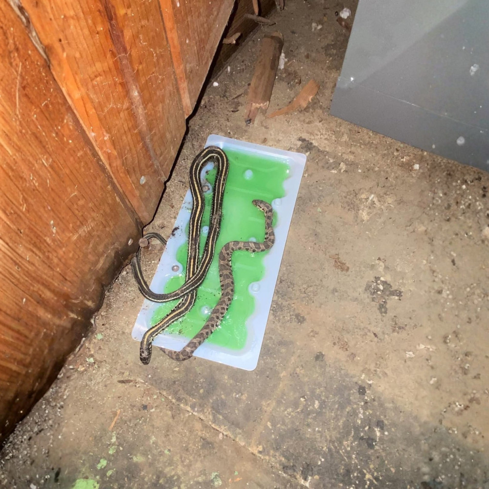 Super Hold Glue Traps - Ready-to-Use Rat Size for Efficient Pest Control