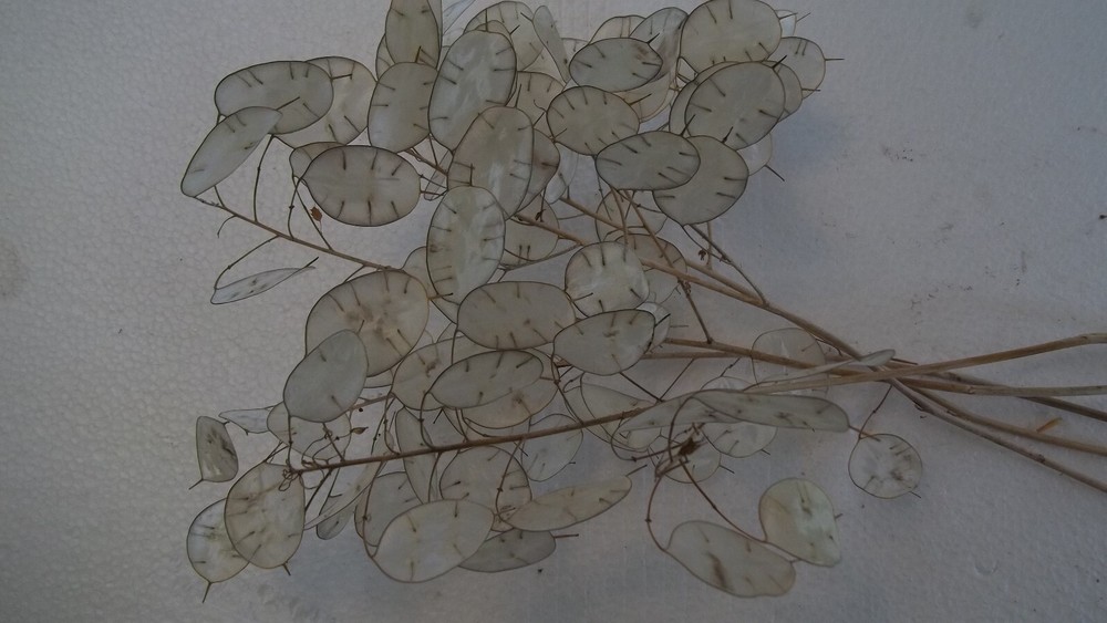 Dried Lunaria Stems with "Silver Dollar" Silicles, Several Stem Lengths
