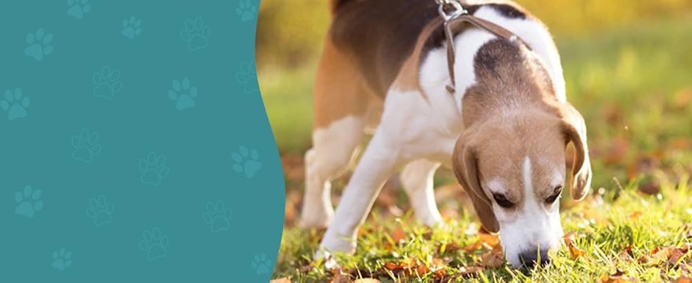 Dog Muzzle, Patented Mesh Muzzles for Small Medium Lar Dogs,